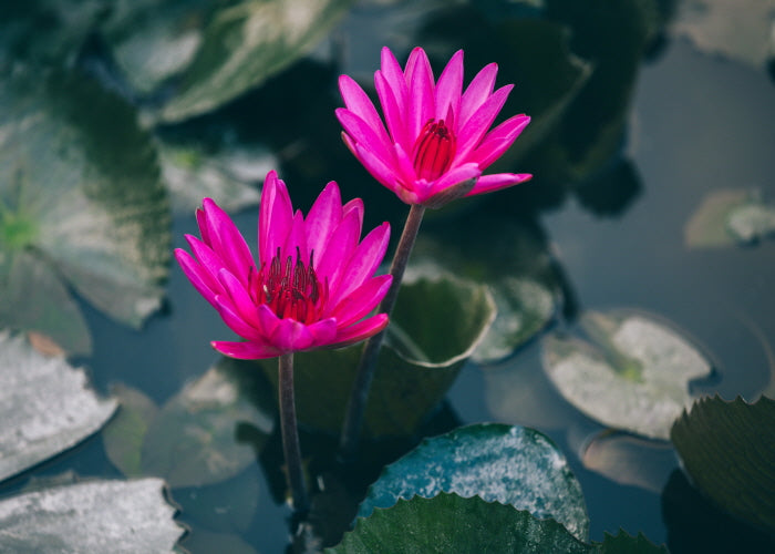 A Backyard Fish Pond