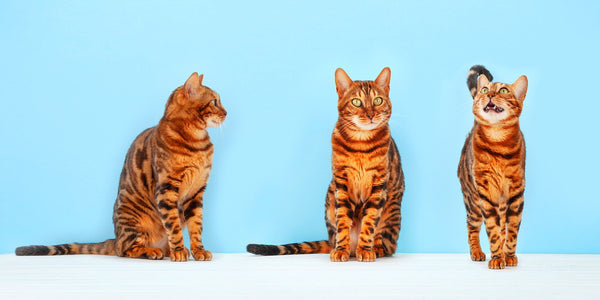 Bengal Cats